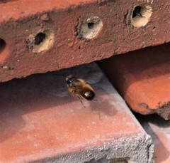 Osmia bicornis