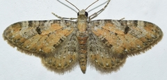 Eupithecia pantellata