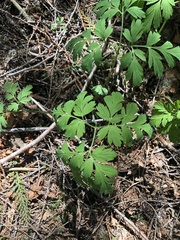 Dicentra formosa