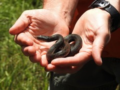 Thamnophis couchii