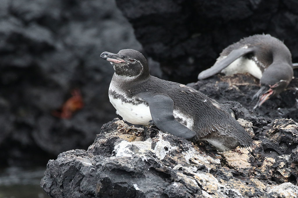 Galapagos Penguin photo