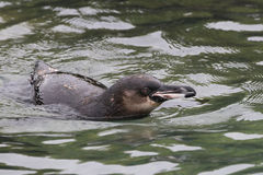 Galapagos Penguin photo 2