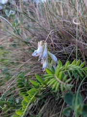 Vicia orobus