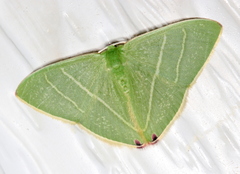 Urolitha bipunctifera