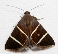 Grammodes justa