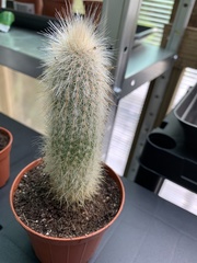 Cleistocactus