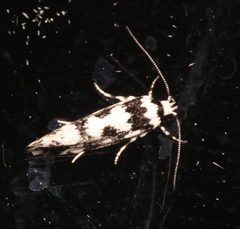 Lichenaula calligrapha