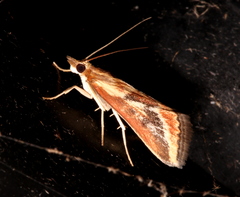 Achyra massalis