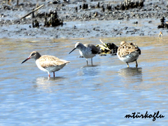 Calidris pugnax