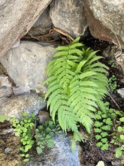 Pelazoneuron puberulum sonorense