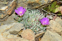 Esterhuysenia alpina
