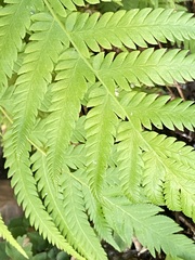 Pelazoneuron puberulum sonorense