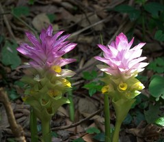 Curcuma aromatica