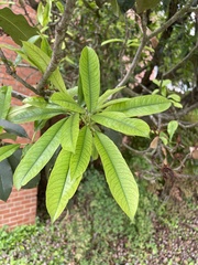 Rauvolfioideae