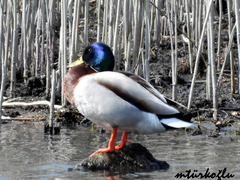 Anas platyrhynchos