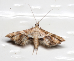 Palaeodes samealis