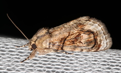 Zalissa catocalina