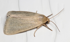 Heliocheilus moribunda