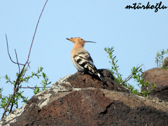 Upupa epops