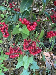 Ardisia crenata image