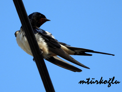 Hirundo rustica