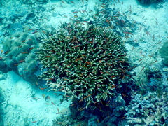 Porites cylindrica