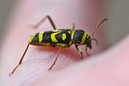iNaturalist observation photo of Clytus planifrons