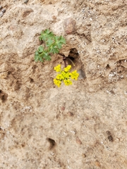 Lomatium californicum