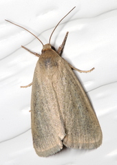 Heliocheilus moribunda