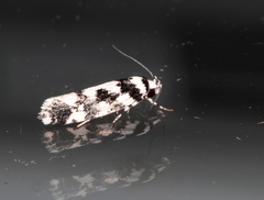 Lichenaula calligrapha