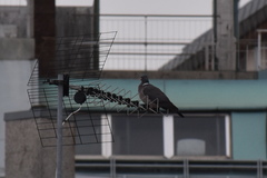 Columba palumbus