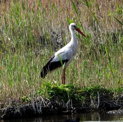 Ciconia ciconia