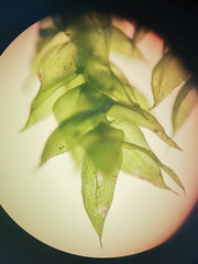 Rhynchostegium