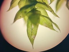 Rhynchostegium