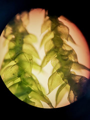 Rhynchostegium