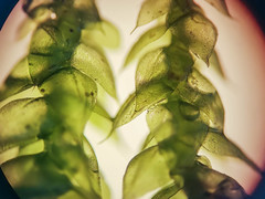 Rhynchostegium