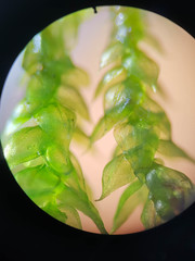 Rhynchostegium