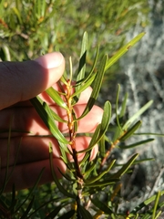 Colliguaja integerrima