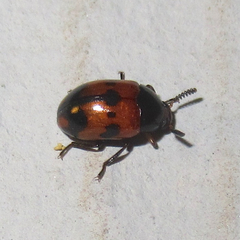 Diaperis nigronotata