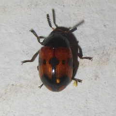 Diaperis nigronotata