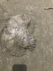 Rhizostomatoidea
