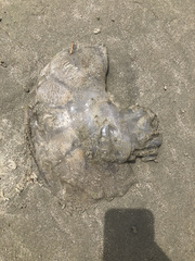 Rhizostomatoidea