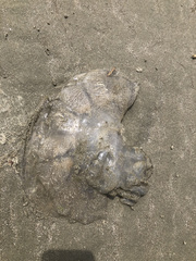 Rhizostomatoidea