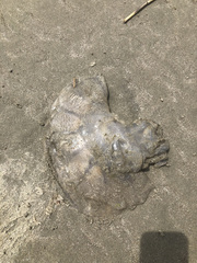 Rhizostomatoidea