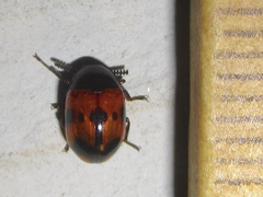 Diaperis nigronotata