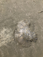 Rhizostomatoidea