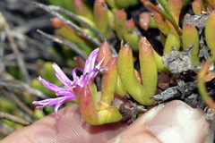 Esterhuysenia inclaudens