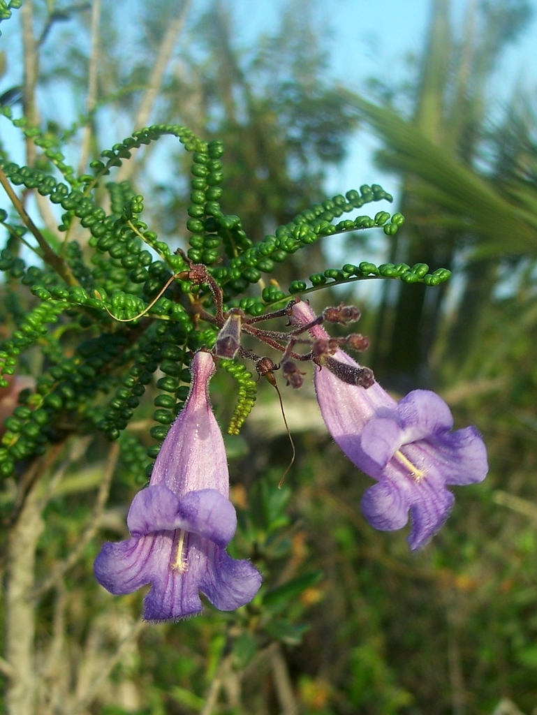 Jacaranda cowellii