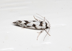 Lichenaula calligrapha