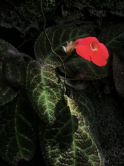 Episcia cupreata